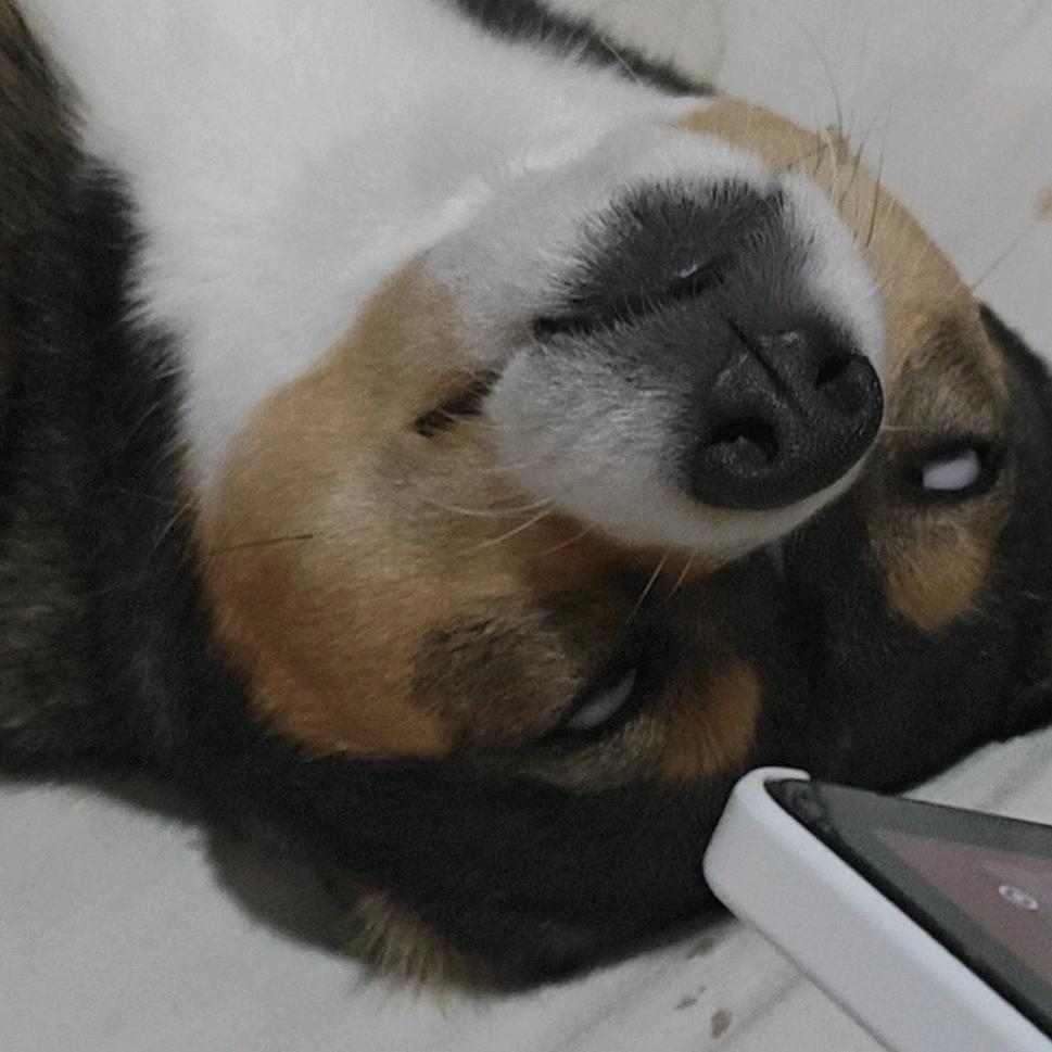 家有四狗