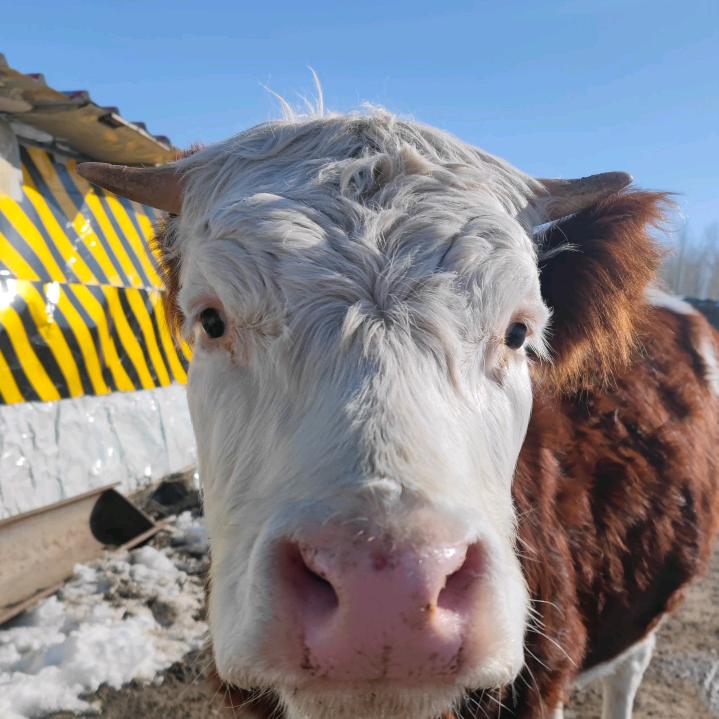 小韩家有🐮🐮