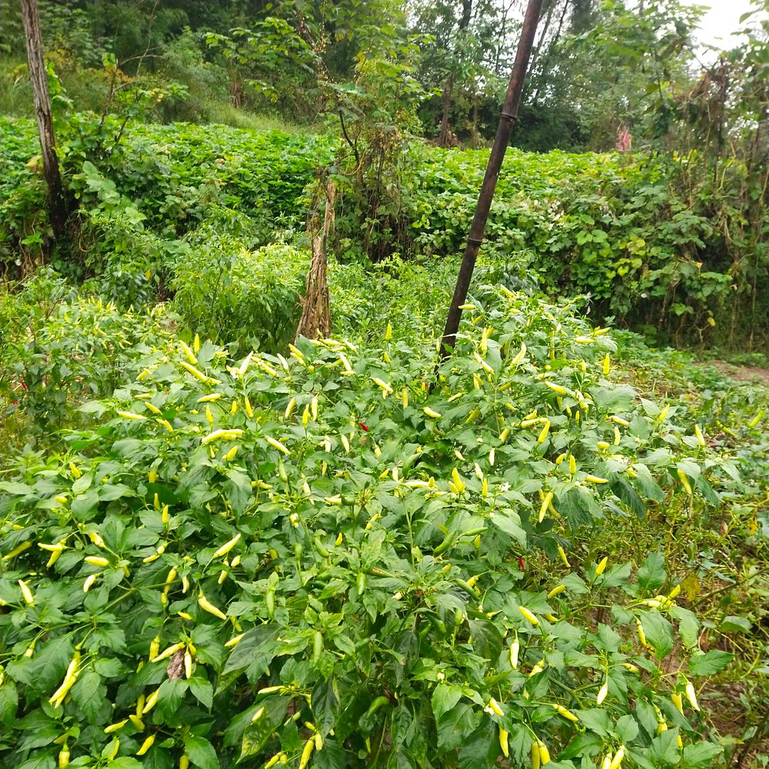 风华正茂，