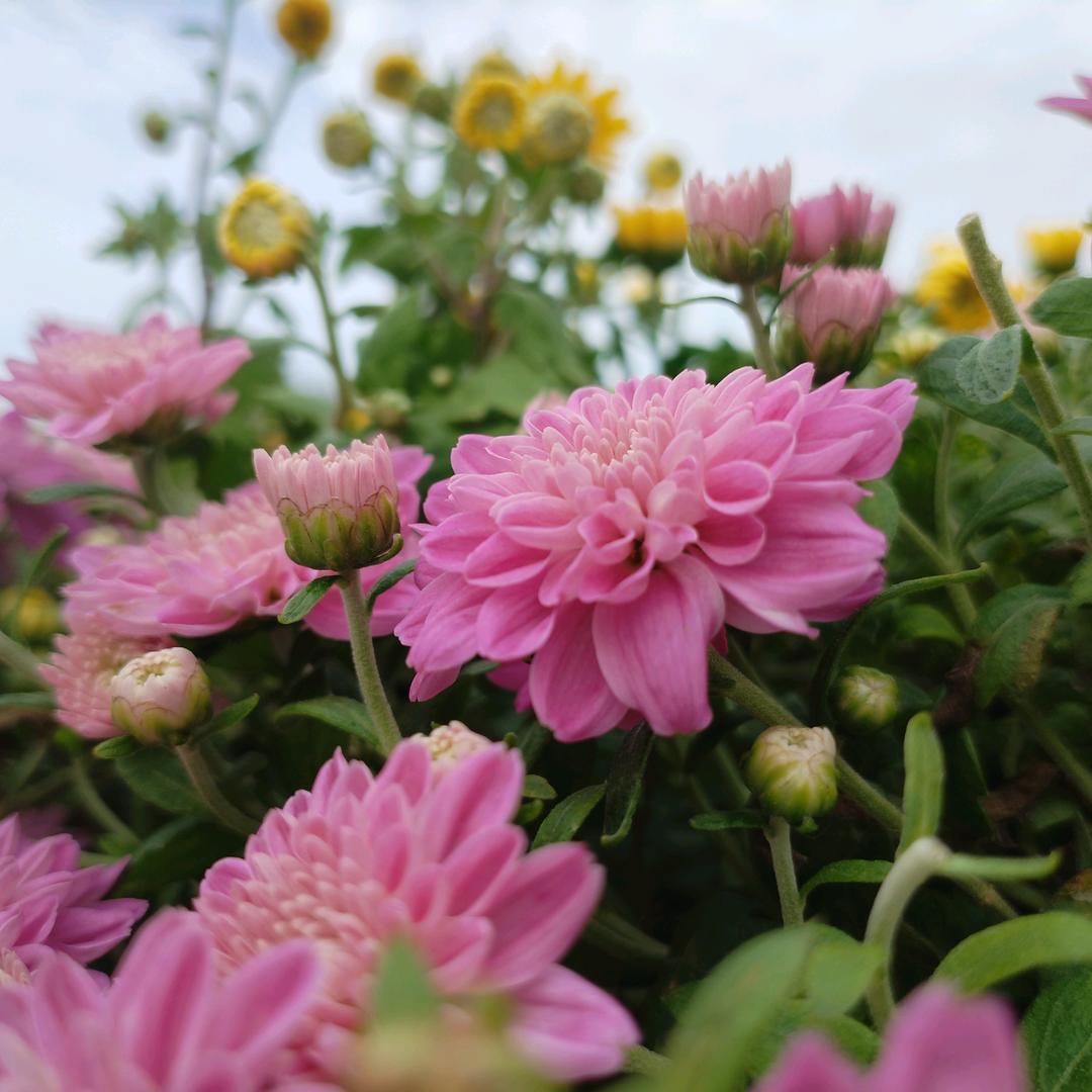平平安安🙏游戏必须下架