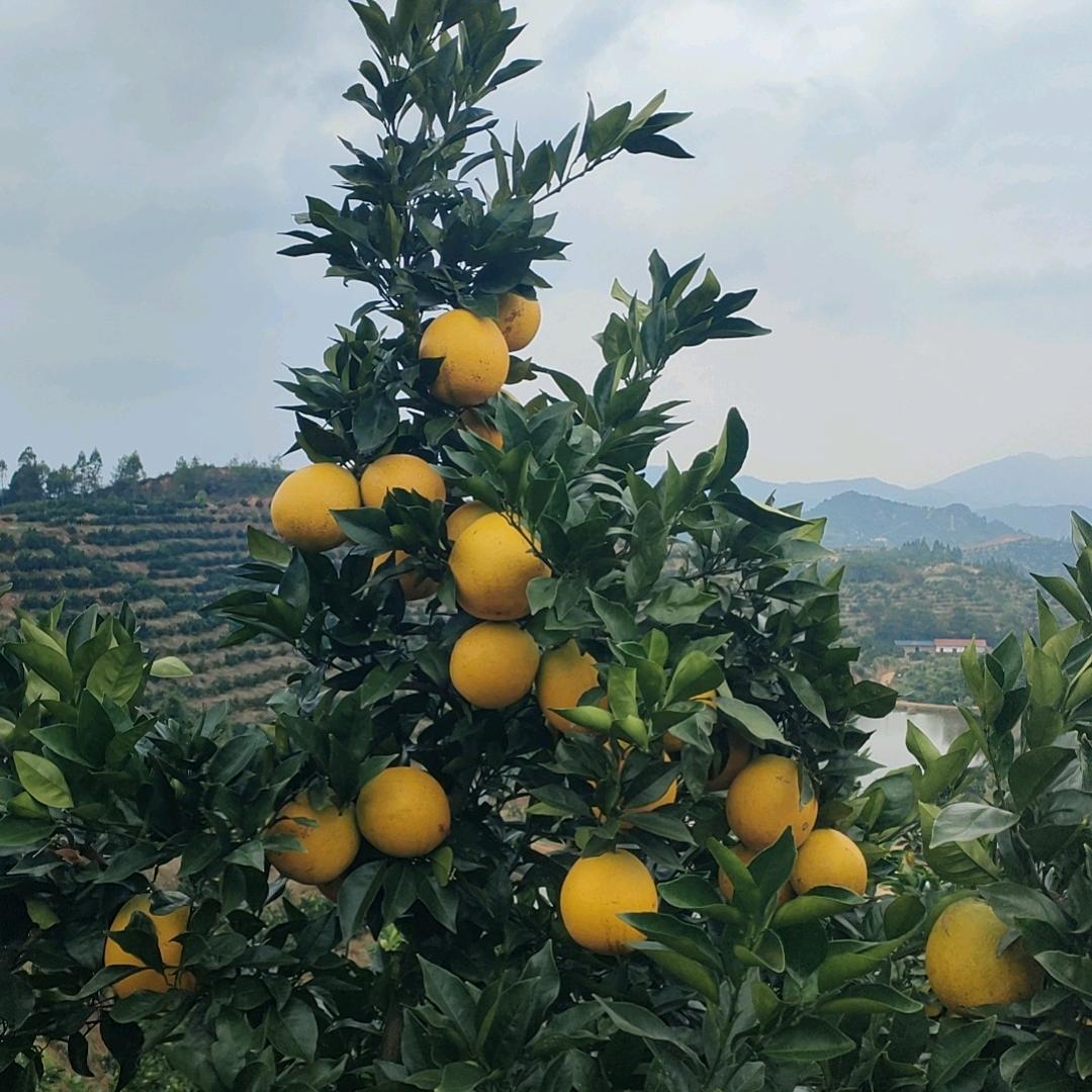 民仔（赣南脐橙〉直销