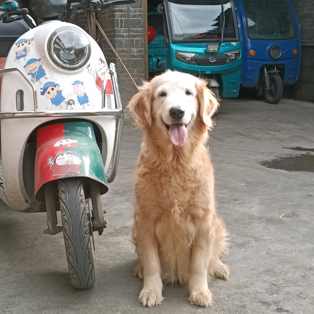 胡凯莉的猫