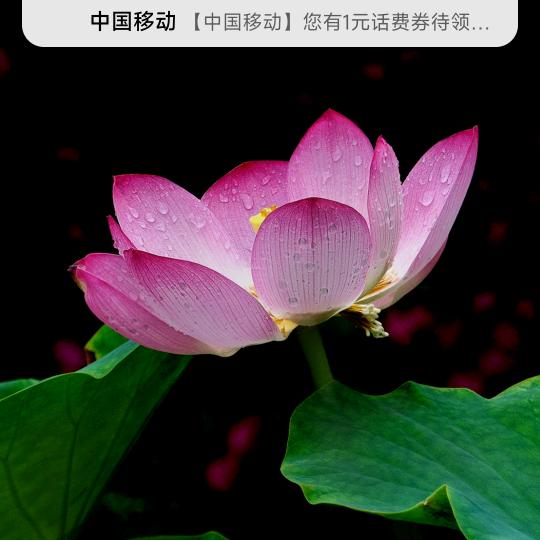 好孟连连