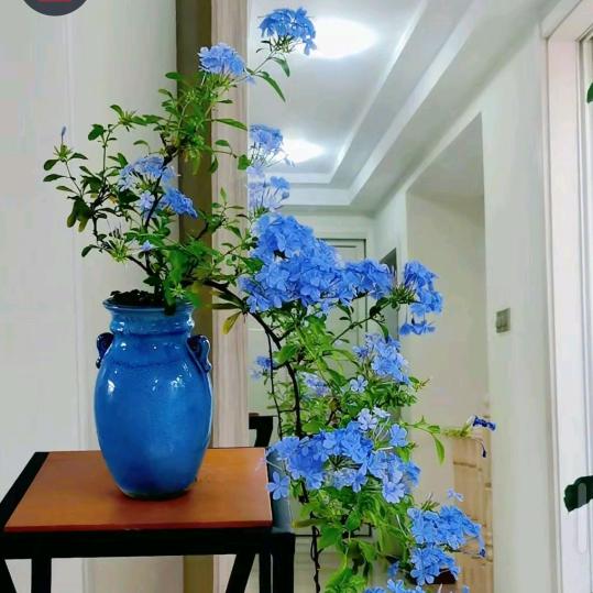 🌹🌹🌹一米阳光