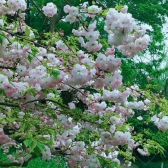 花辞树