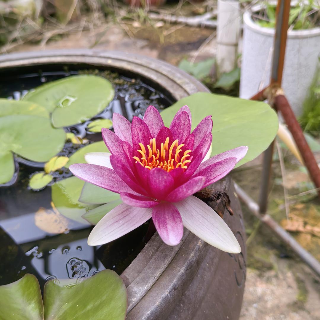 美丽的树林。