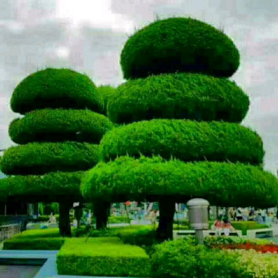 红玫瑰🌹🌹🌹🌹👍