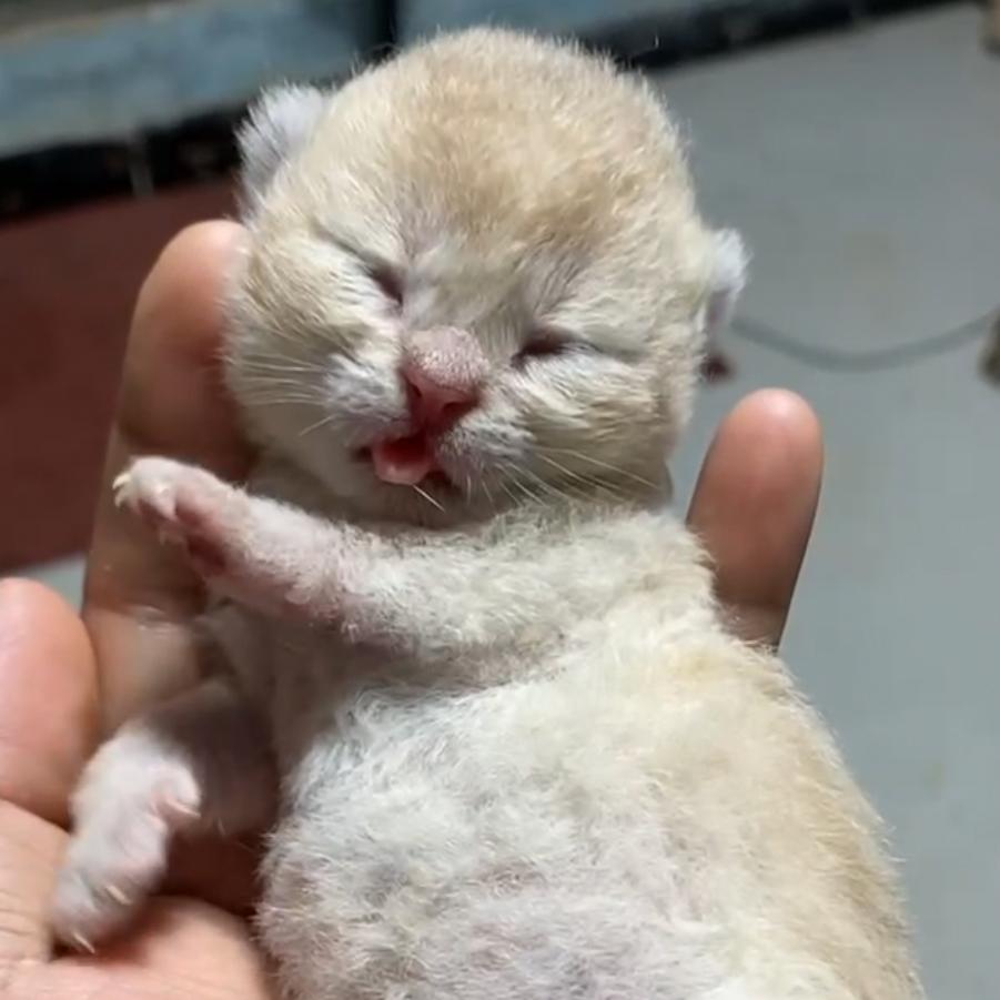 ˗ˋˏ( ´͈ Q萌૮宠物店