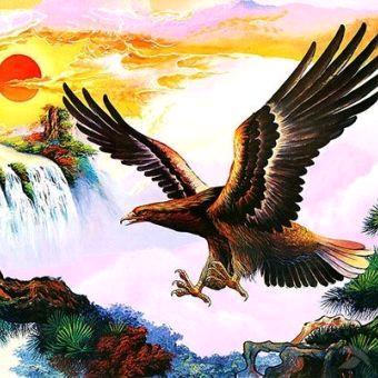 飞越世界的大雄鹰