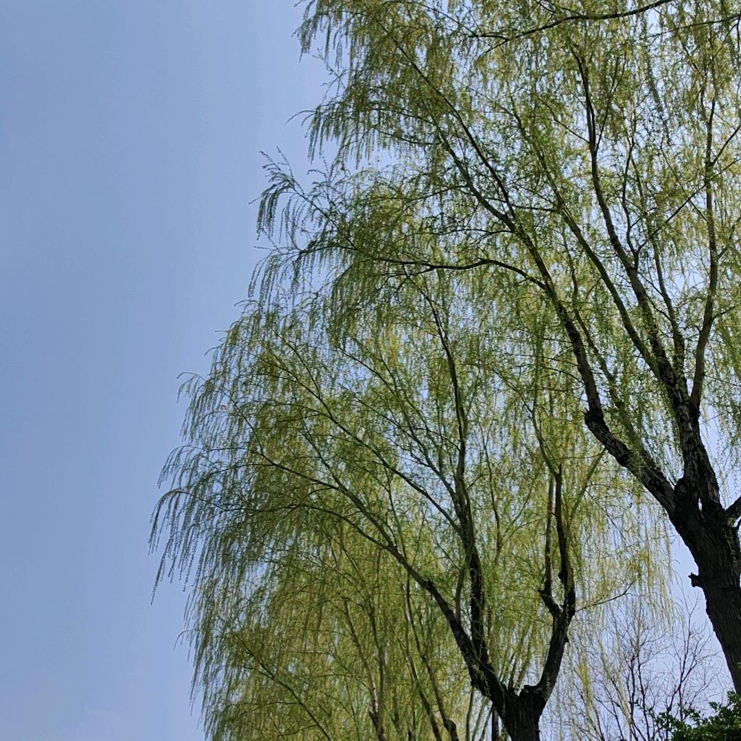 拜拜