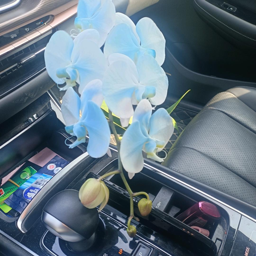 蛐王