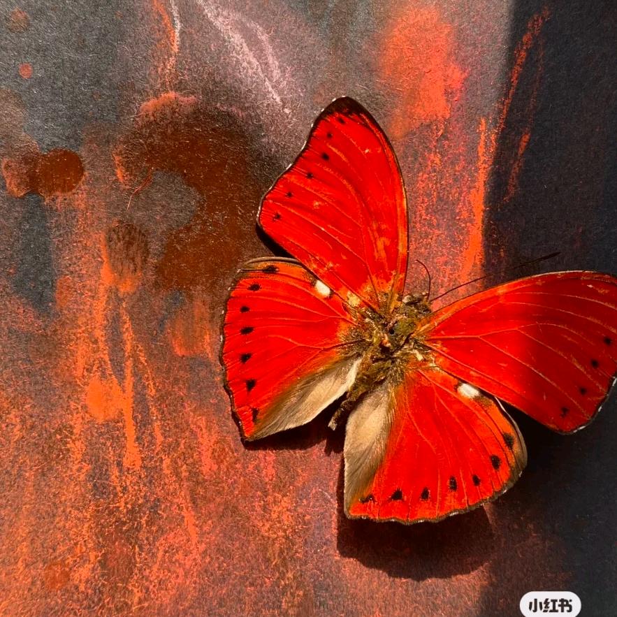 老公出走为爱做0的那个艳阳天