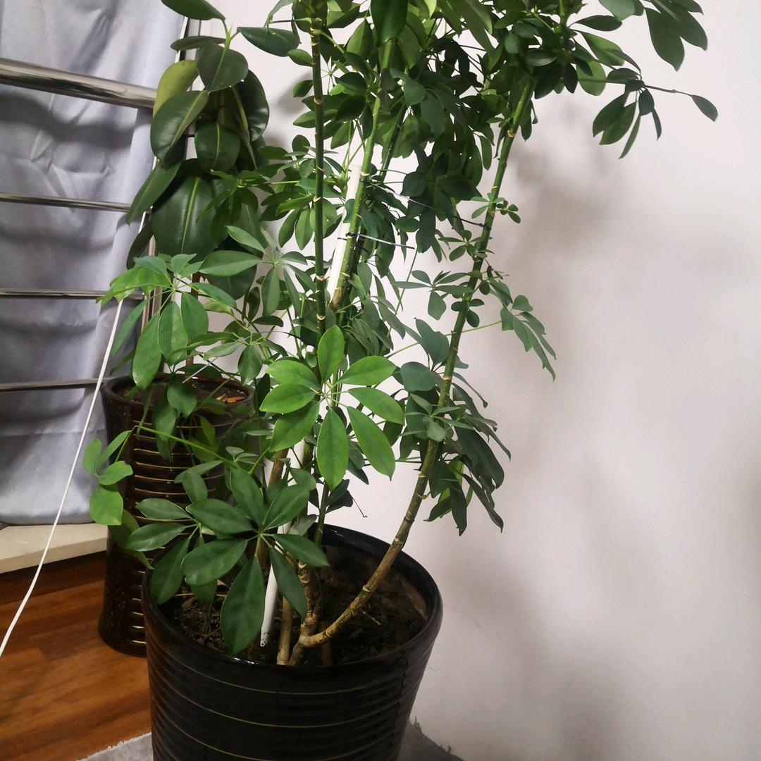 鲁冰花