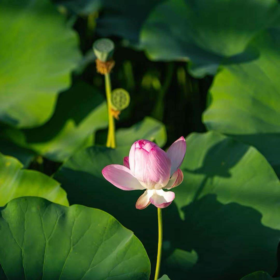 简约，叶影