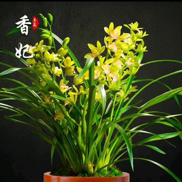 心若芷兰