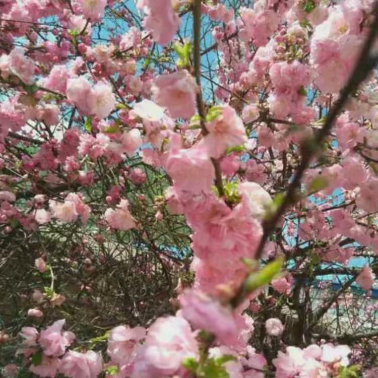 伴我安然、落日伴秋风、