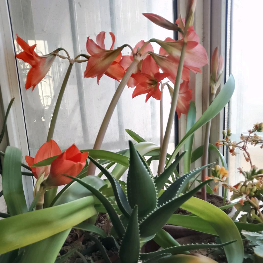 芬芳