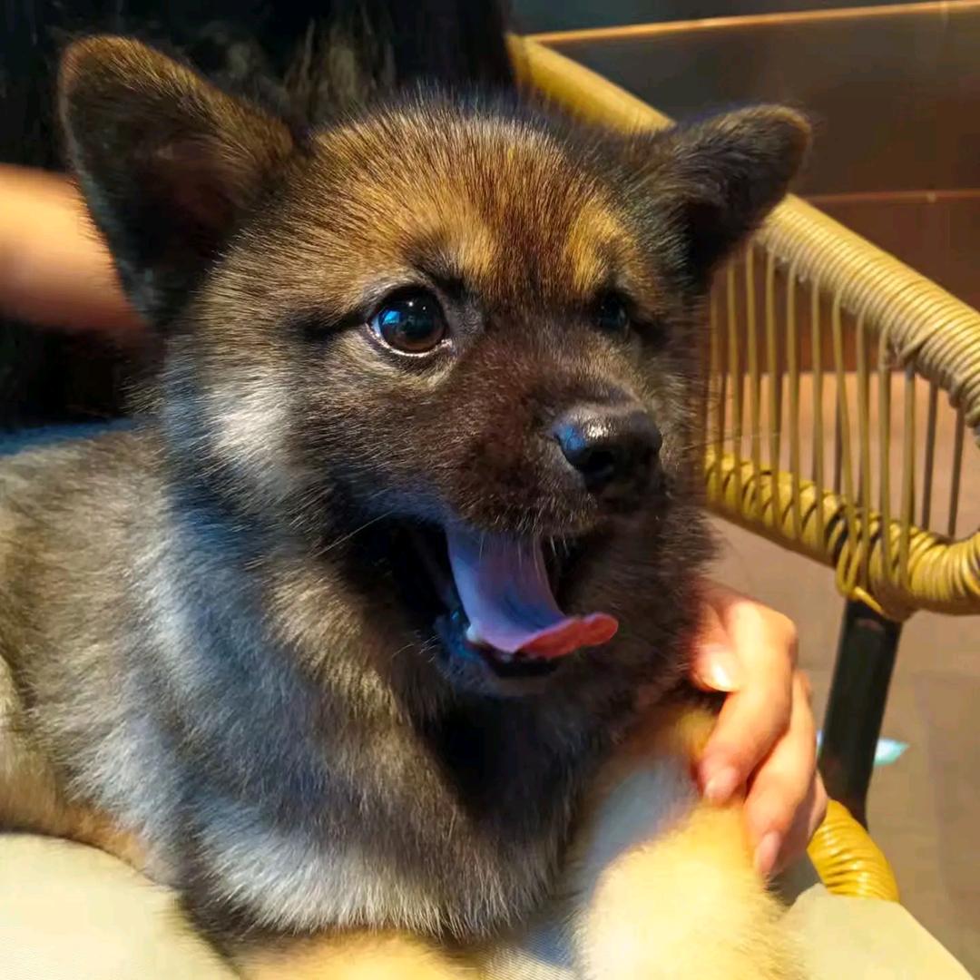 蔡良诚我的恶犬
