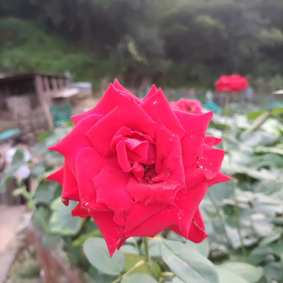 蓝琴💕优选🌺《商品在橱窗》