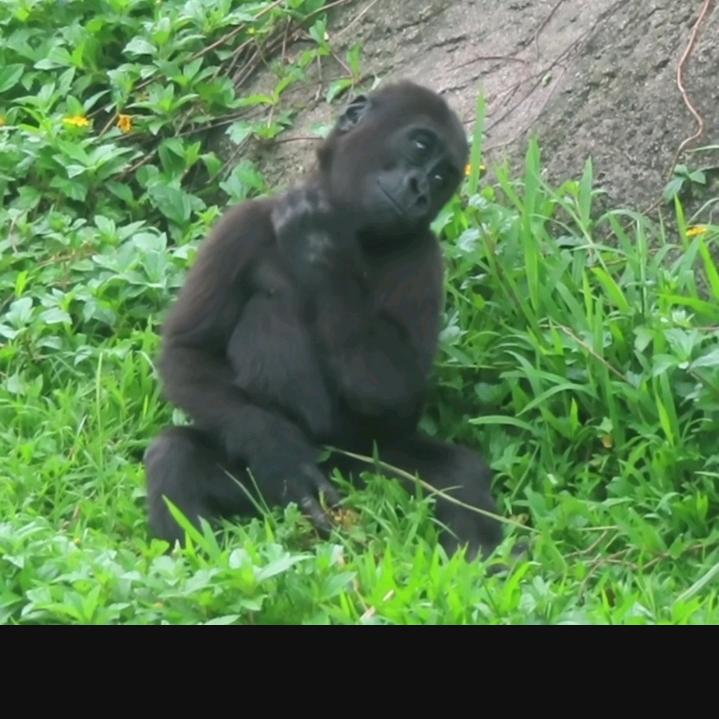 頋得猫🍐