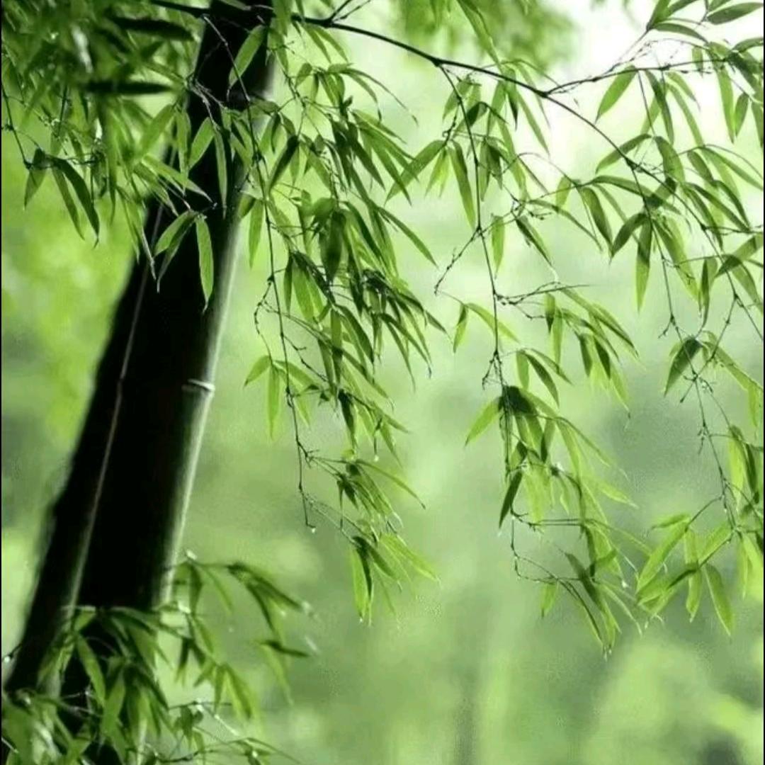 竹风