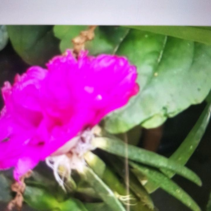 出水芙容头像