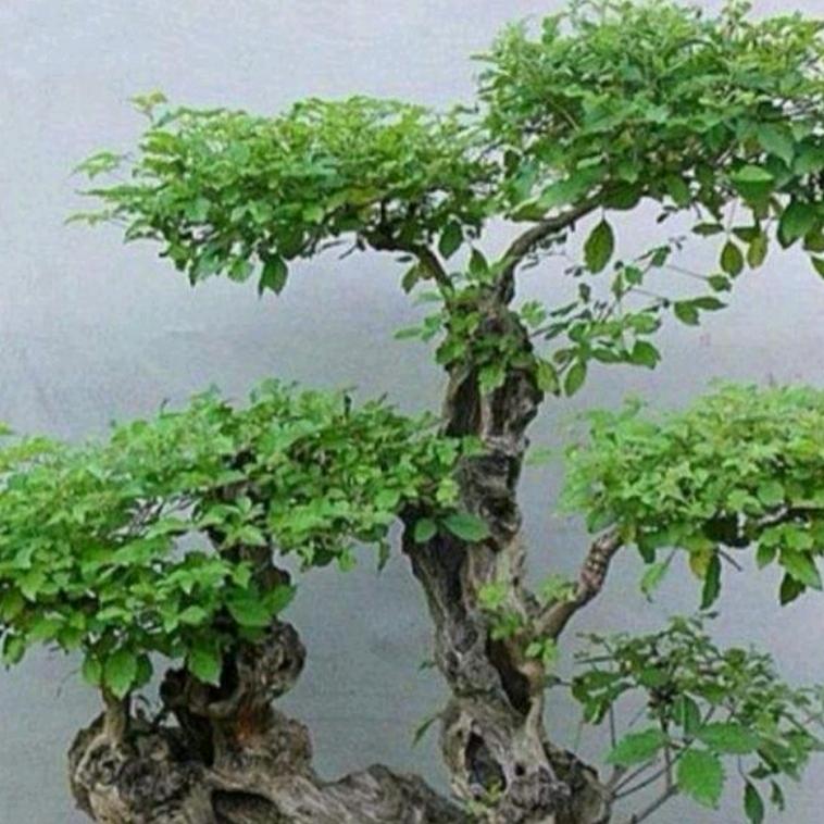 沂蒙山荆荆有条园艺盆景