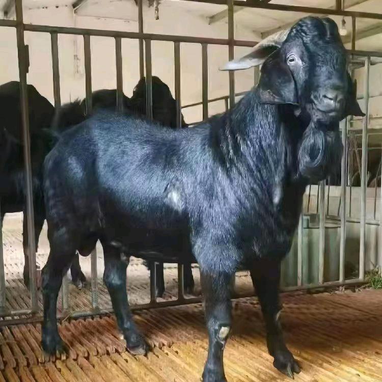 黑山羊养殖基地