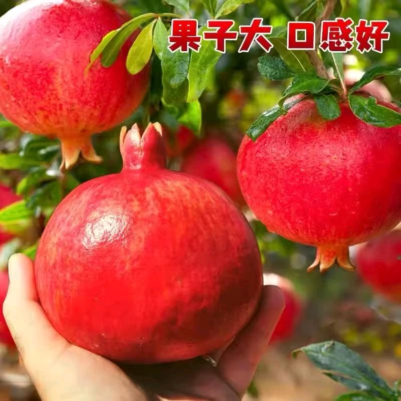 七妹果苗