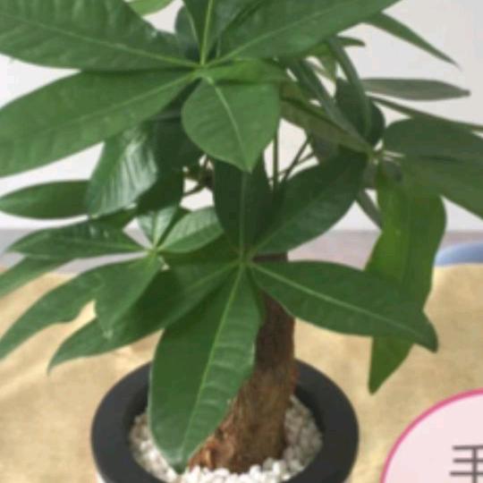 曹家三哥