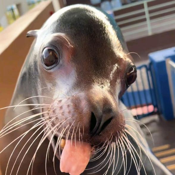 @海狮