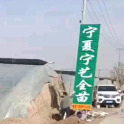宁艺全苗（宏梅）