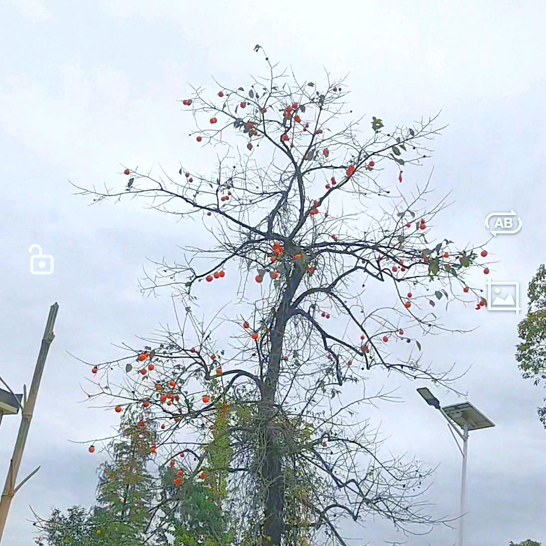 汇隆汽贸•唐夏林