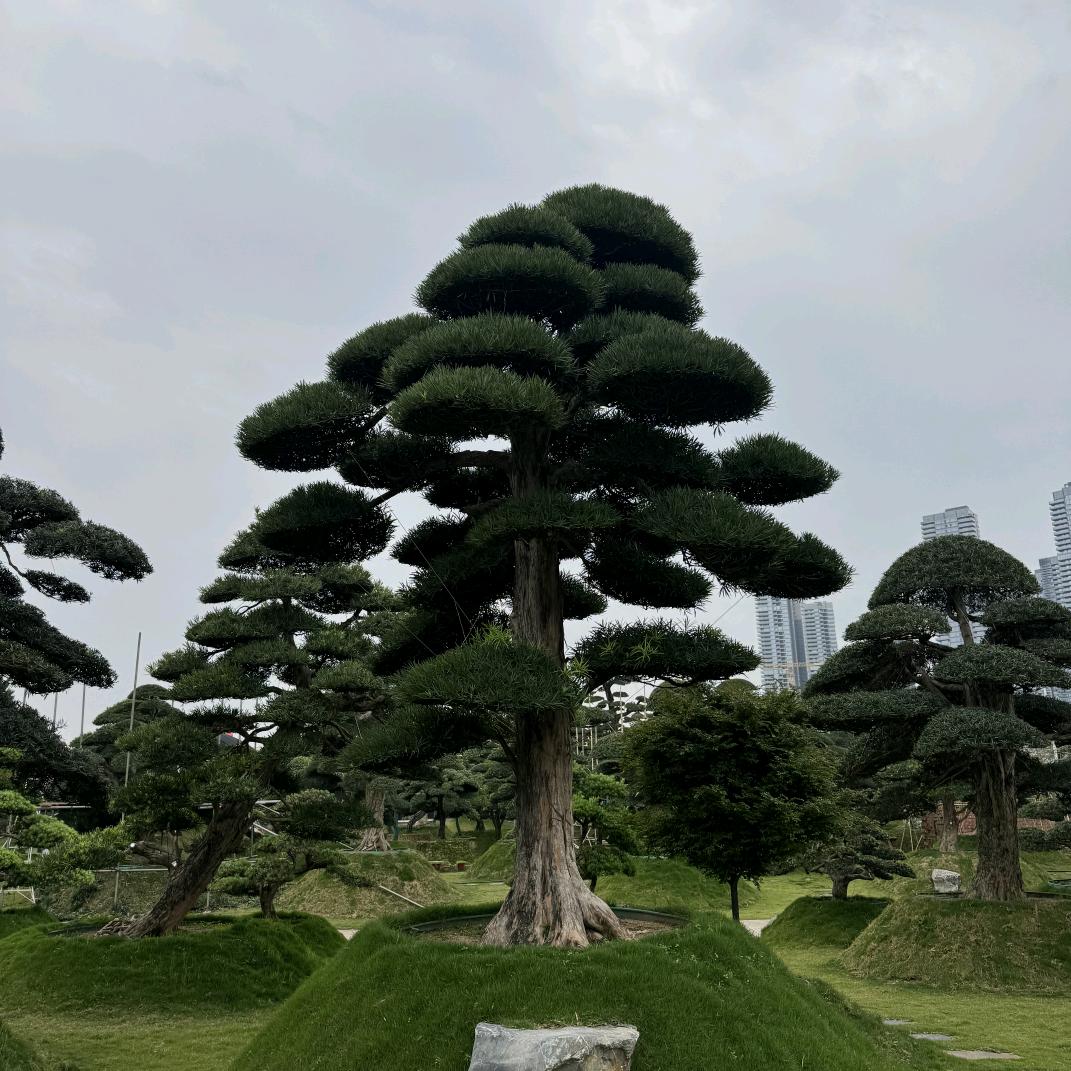 馨瑾坊盆景园艺