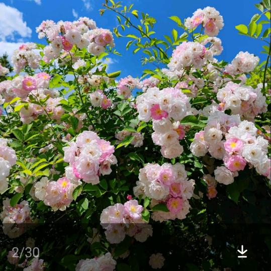 幸福的我(大号)