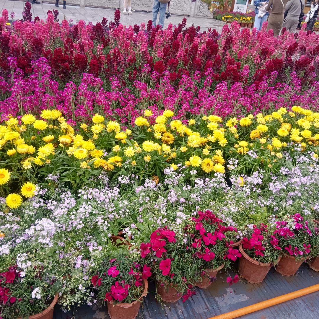 半生꧅从容客☪