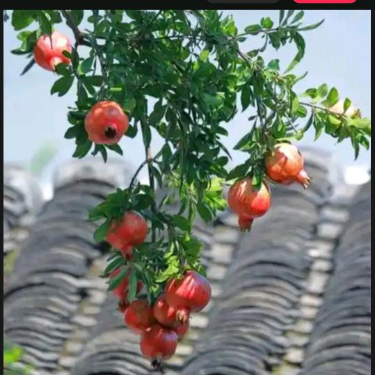 老全的快乐日常