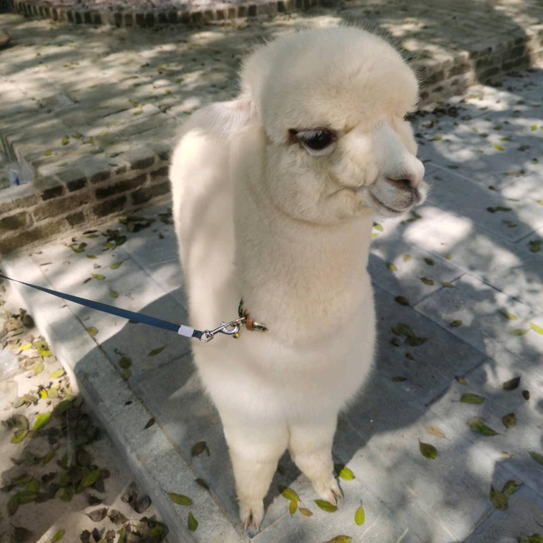 怀旧餐厅