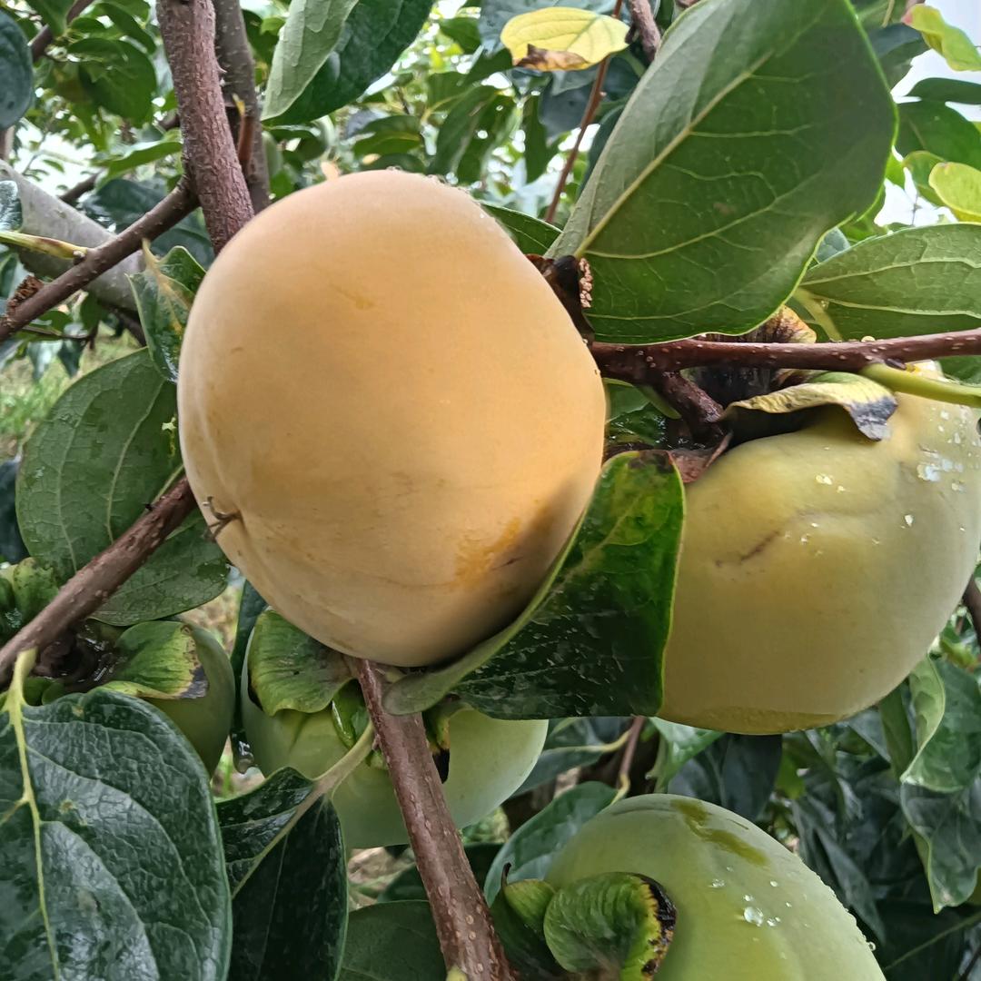 时令水果蔬菜采购销售