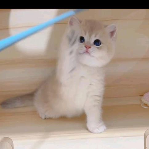 紫金喵宝仙女喵