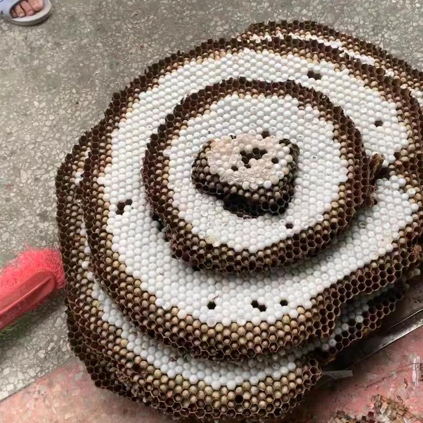 户外撩🐍军长