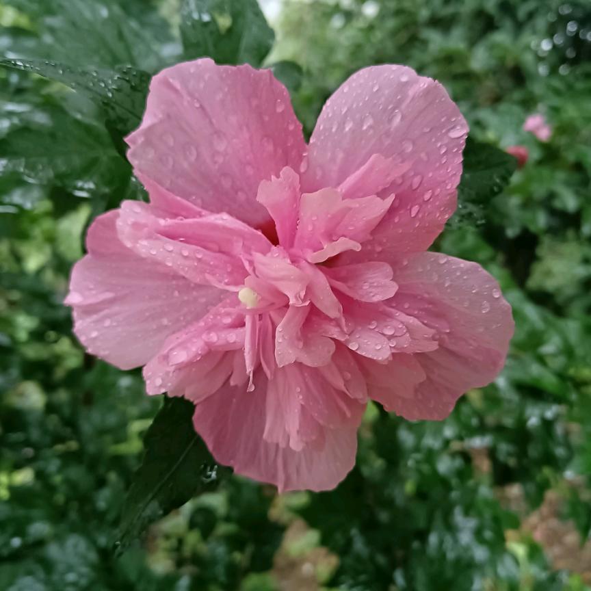 🌸香🌸