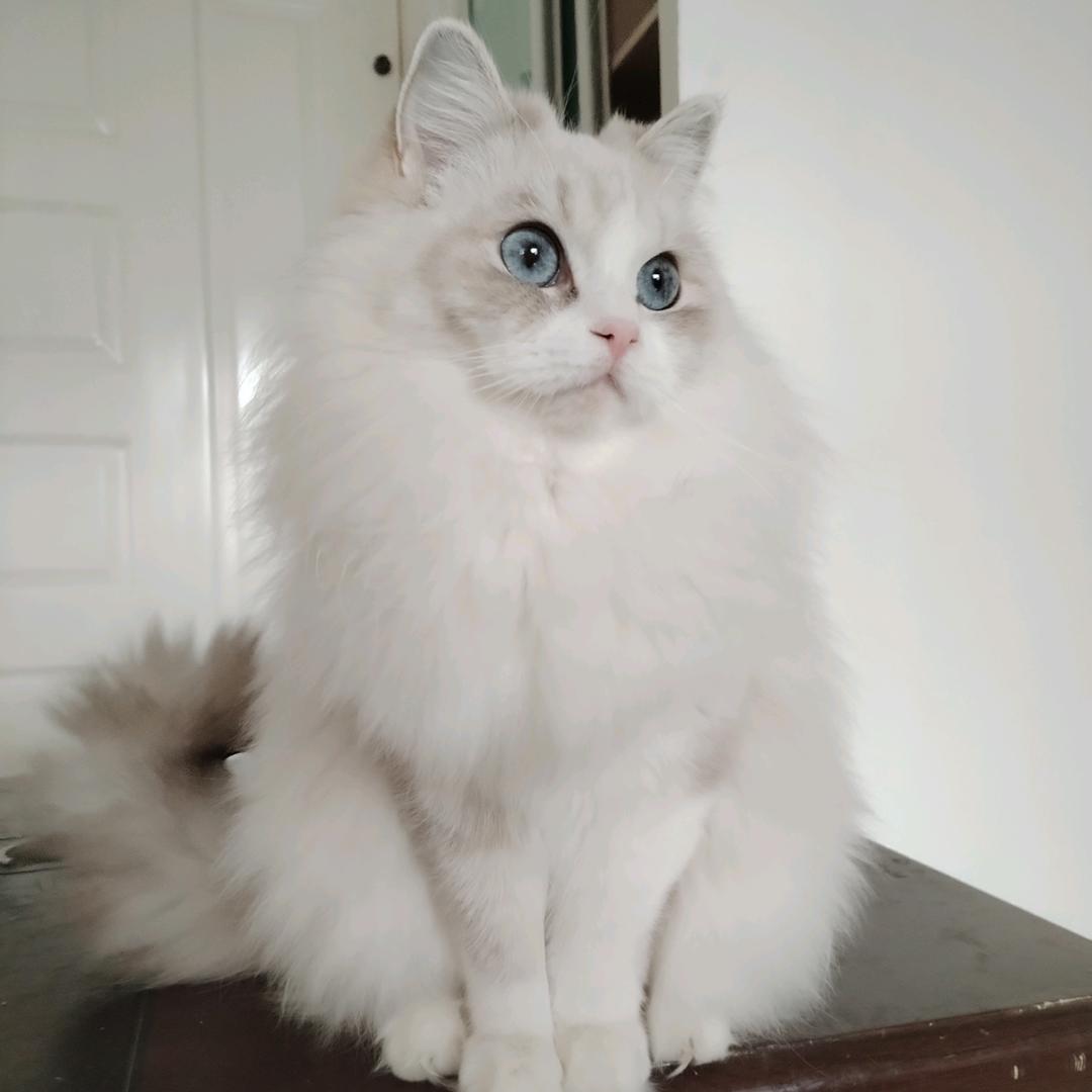 巷子里的精品猫