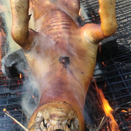专注禾秆本地香肉，牛脚，牛尾，白条香肉。