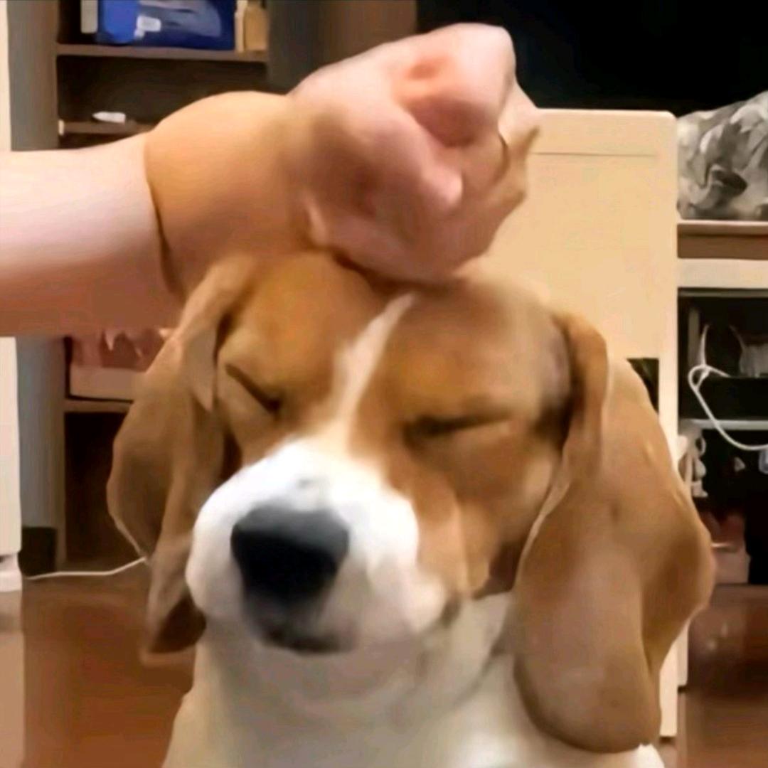 熬夜波比（