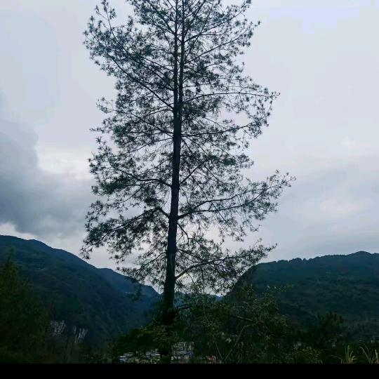 恋尚堂