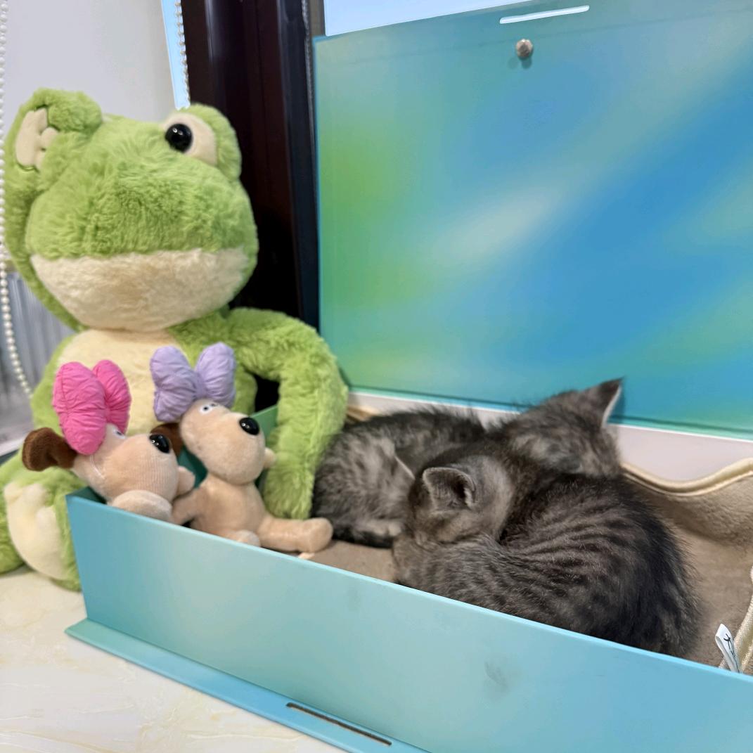 九舟和繁花的魅力喵生