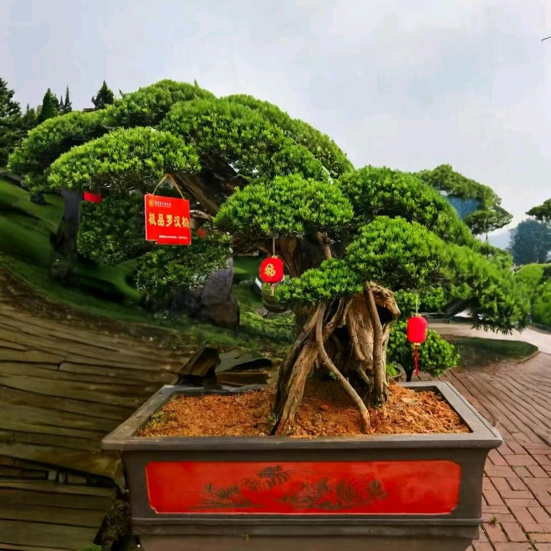 稀有名贵古桩盆景园