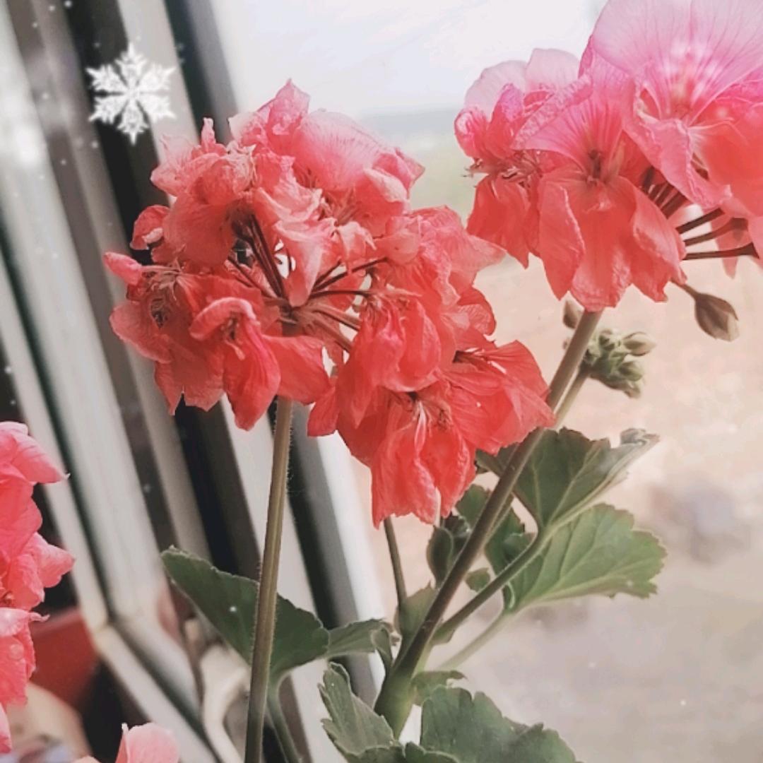 惠美。