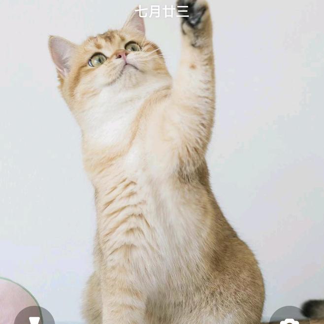 前进者网络